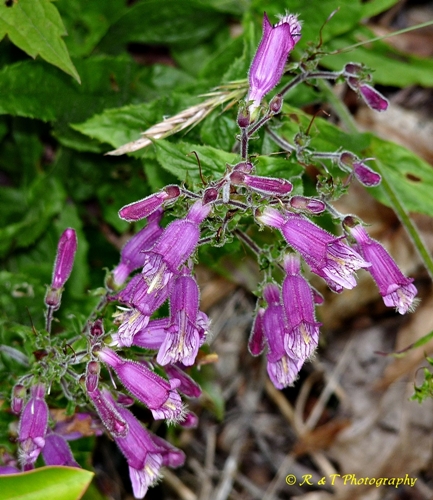 {Penstemon smallii}